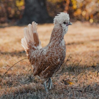 Buff Laced Polish Chicken - Image 2