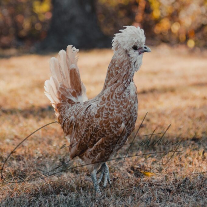 Buff Laced Polish Hen