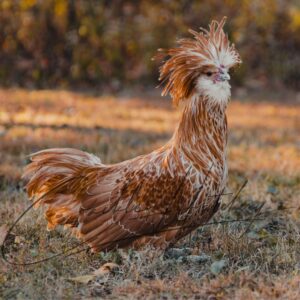 Buff Laced Polish Rooster