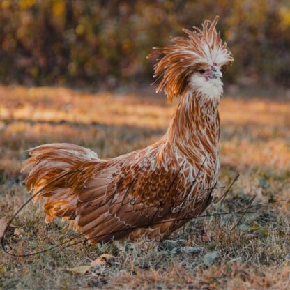 Buff Laced Polish Chicken