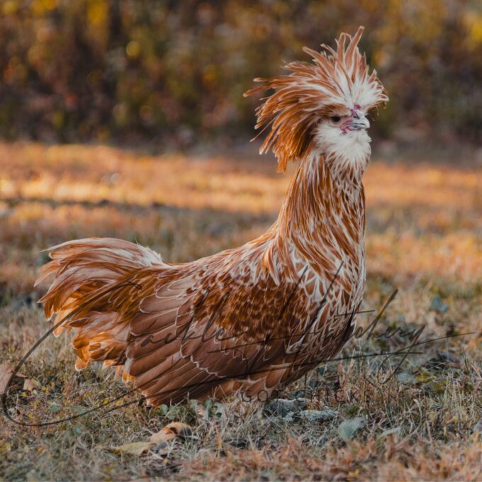 Buff Laced Polish Rooster