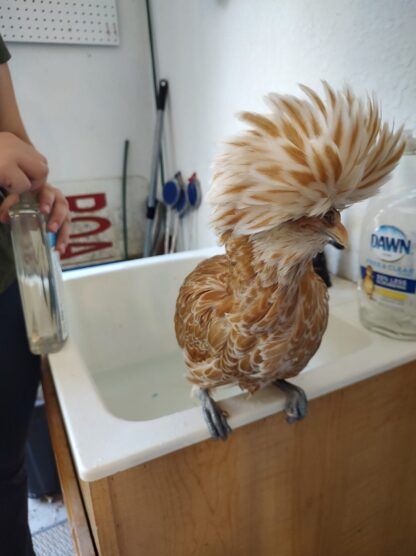 Buff Laced Polish Chicken