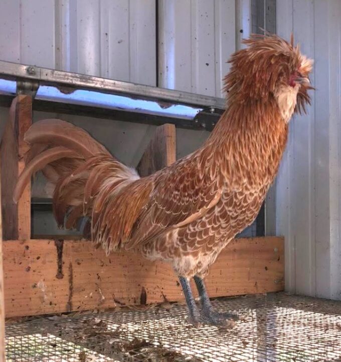 Buff Laced Polish Chicken - Image 60