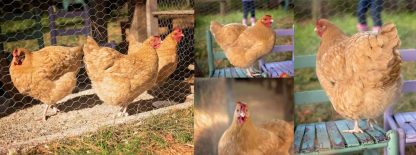 Buff Orpington