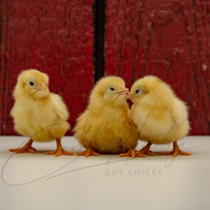 Buff Orpington Bantam - Image 3