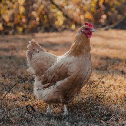 Buff Orpington Chicken - Image 6