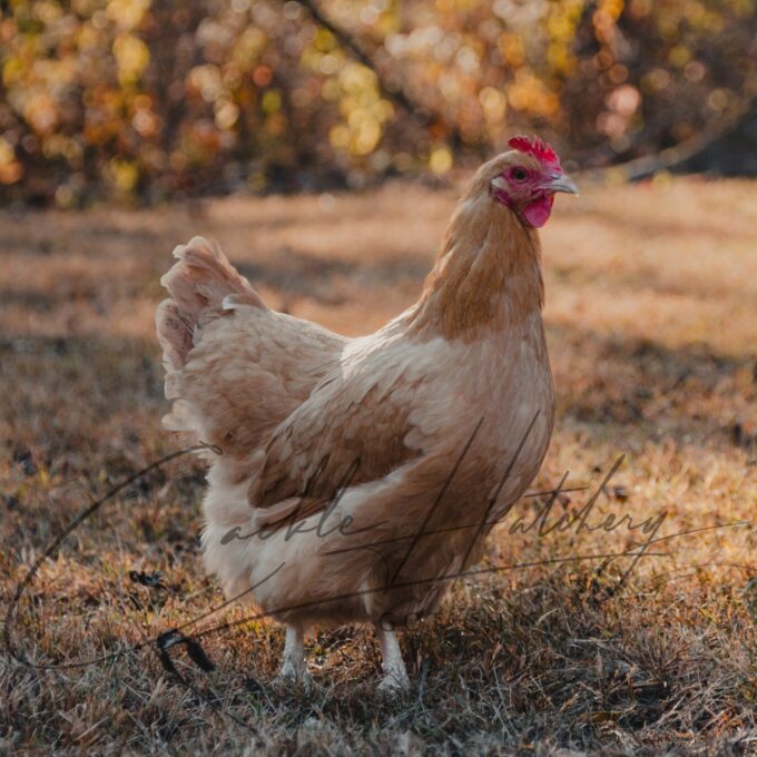 Buff Orpington Exhibtion Type Hen