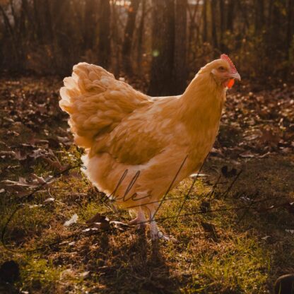 Buff Orpington Chicken - Image 2