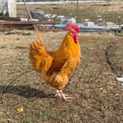 Buff Orpington Rooster