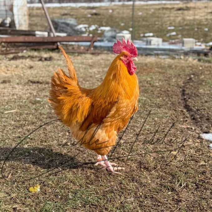 Buff Orpington Rooster