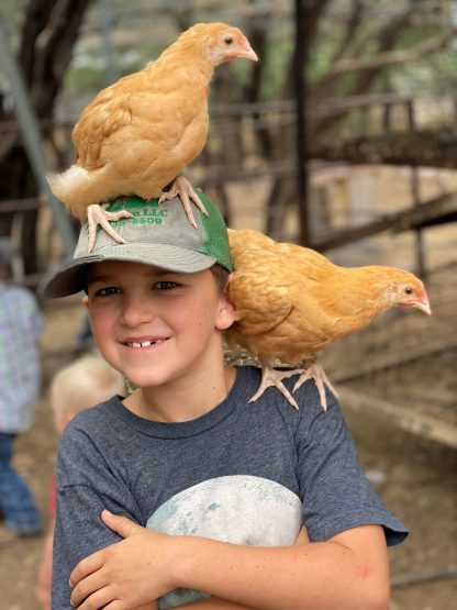 Buff Orpington Standard Credit: Alexandria Malboeuf