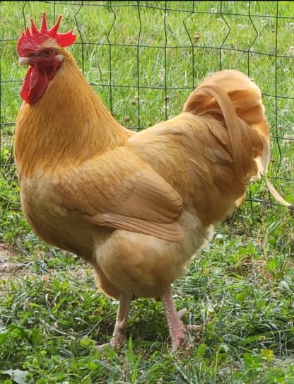 Buff Orpington Chicken