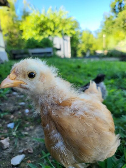 Buff Orpington Chicken