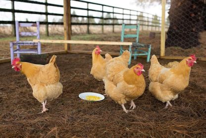 Buff Orpington