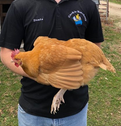 Buff Orpington