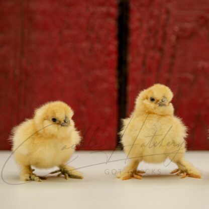 Buff Silkie Bantam - Image 3