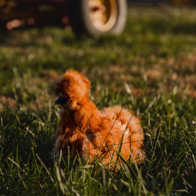 Buff Silkie Bantam - Image 2