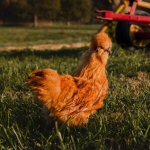 Buff Silkie Bantam