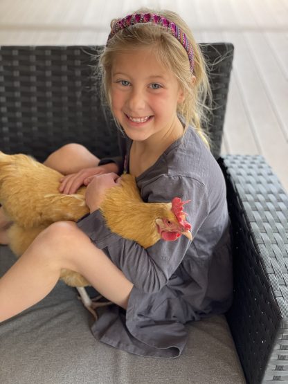 Buff orpington Credit: Jennifer Montemayor