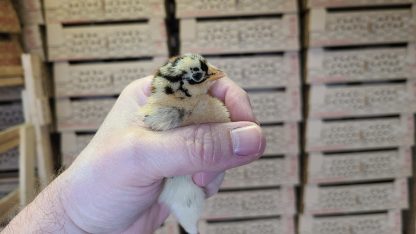 Buttercup Chick