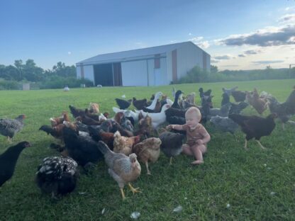 Hatchery Surprise