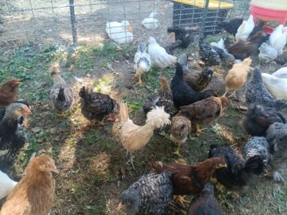 Hatchery Surprise