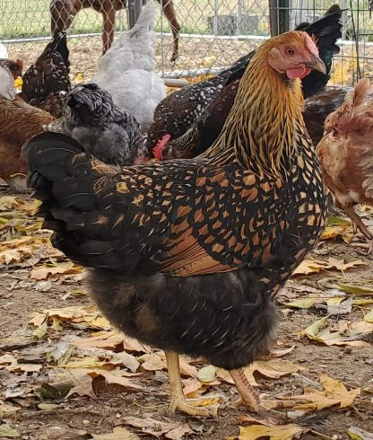 Black Laced Gold Wyandotte Chicken