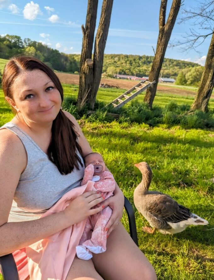 Toulouse Geese - Image 32