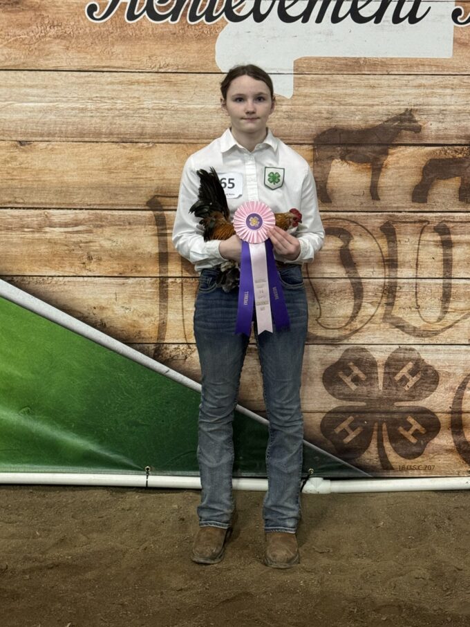 Sicilian Buttercup - Image 48