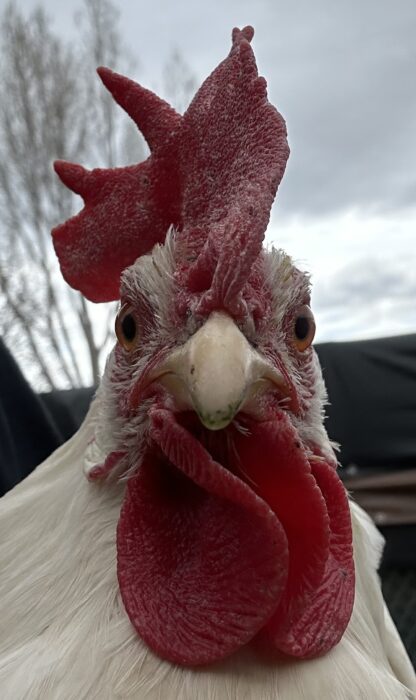 White Leghorn Chicken