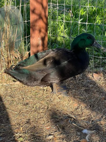 Cayuga Duck