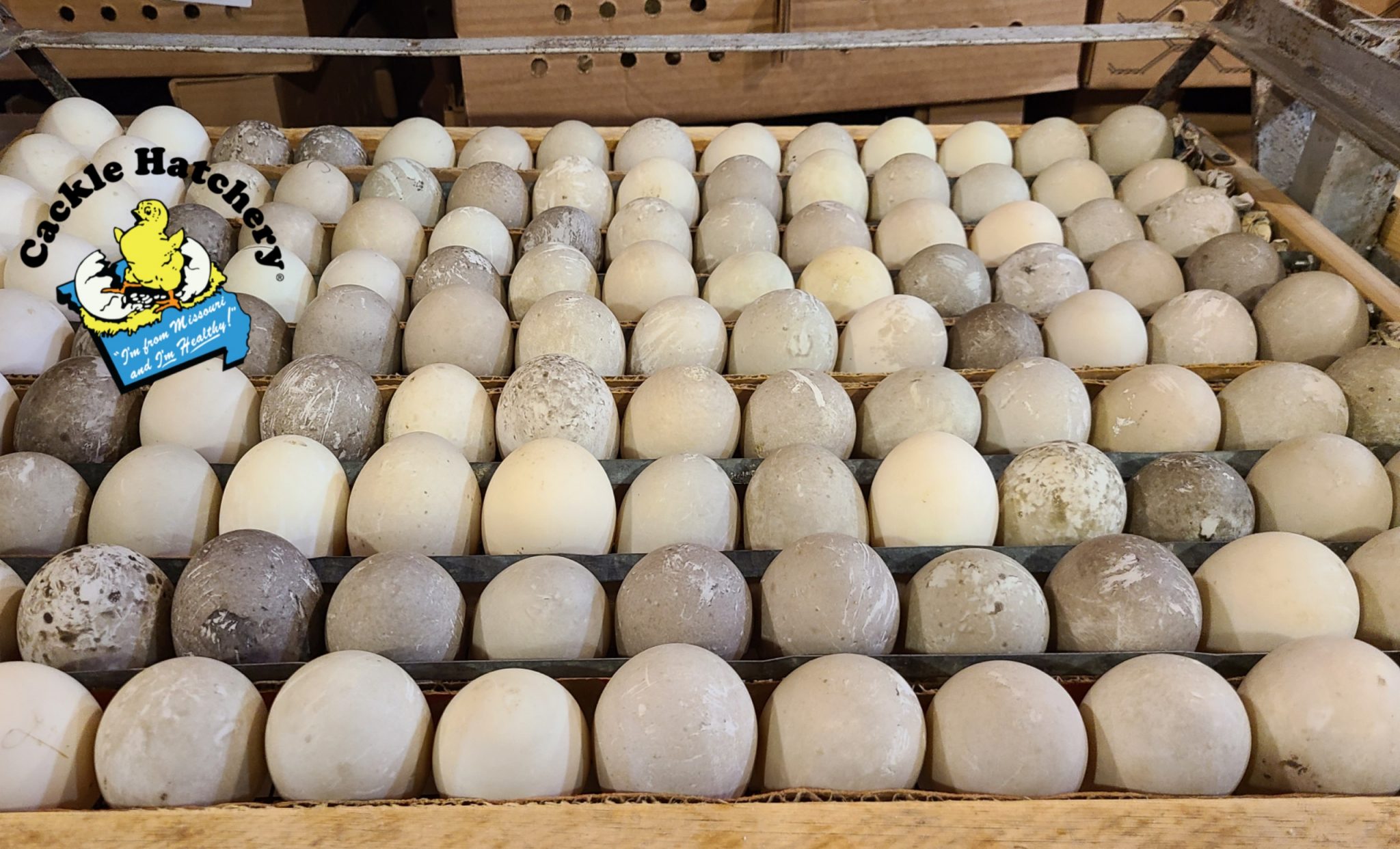 Cayugas Baby Ducklings for Sale Online Cackle Hatchery®