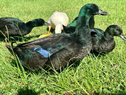 Cayuga Ducks