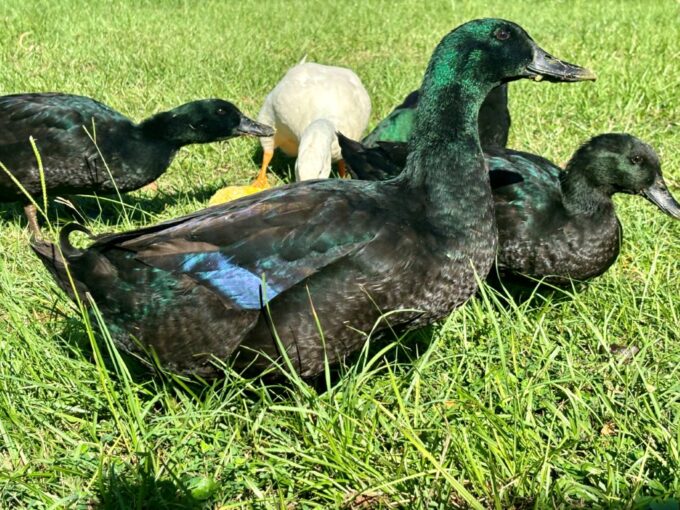 Cayuga Ducks
