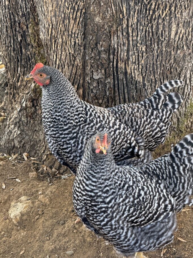 Barred Rock Chicken - Image 62
