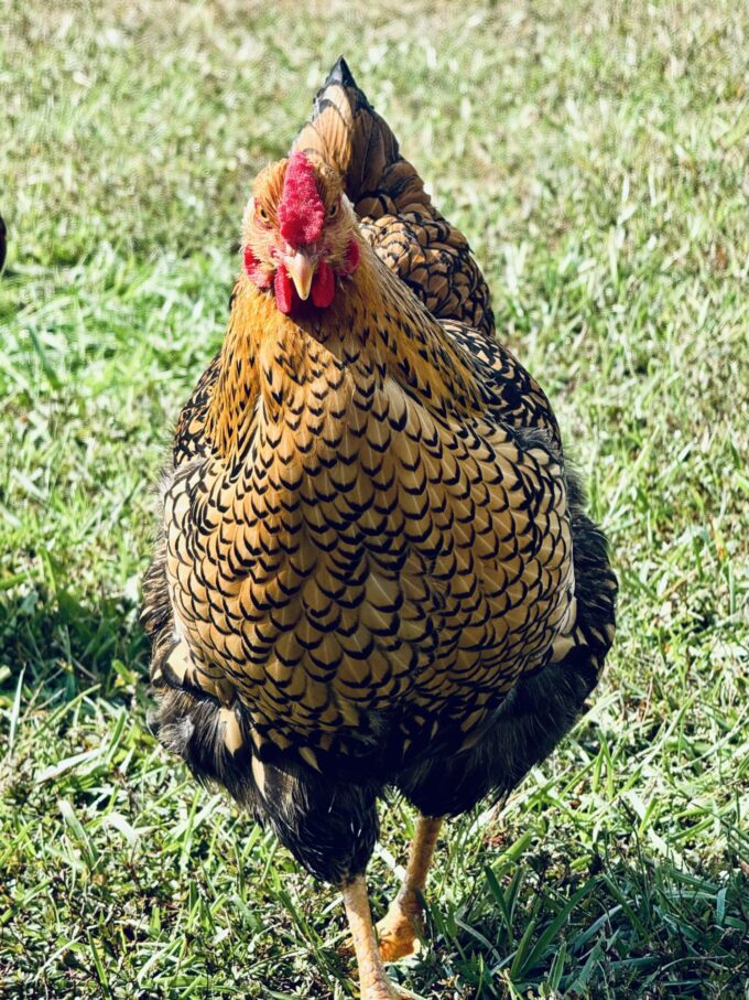 Black Laced Golden Wyandotte Chicken - Image 42