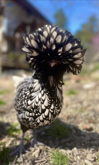 Silver Laced Polish Chicken