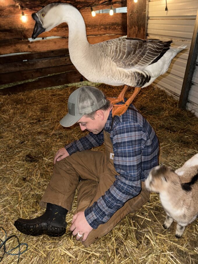 African Geese - Image 25