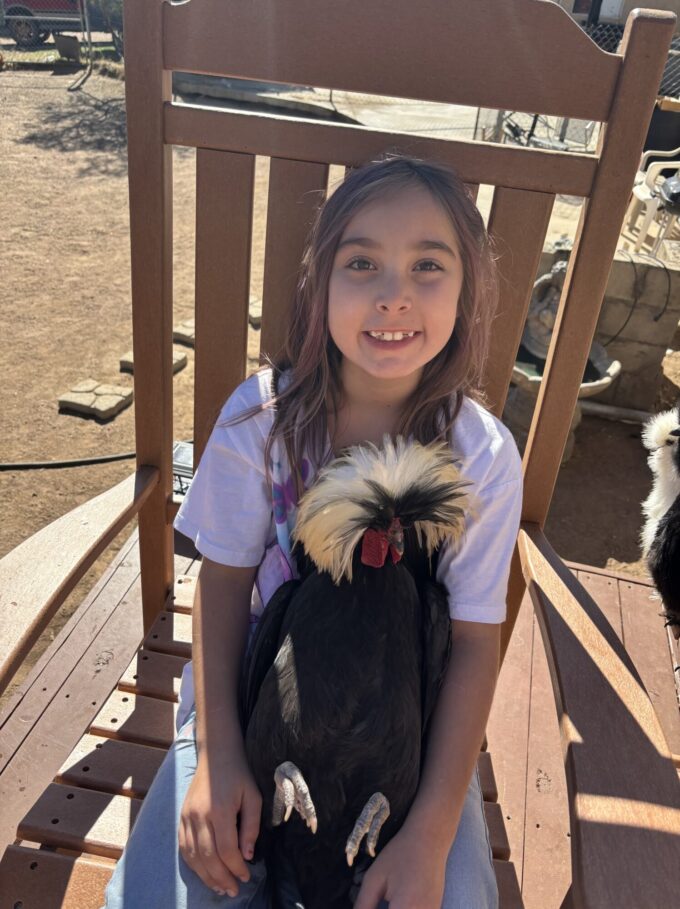 White Crested Black Polish Chicken - Image 30