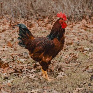 Cherry Egger Rooster
