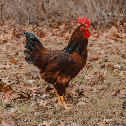 Cherry Egger™ Chicken