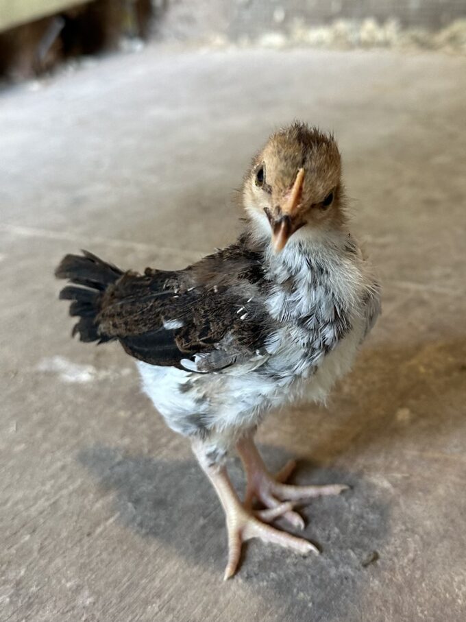 Speckled Sussex - Image 60