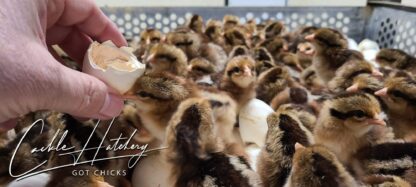 Brown Leghorn Chicks