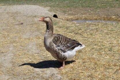 Toulouse Geese