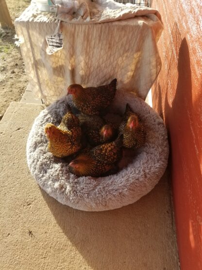 Black Laced Golden Wyandotte Chicken