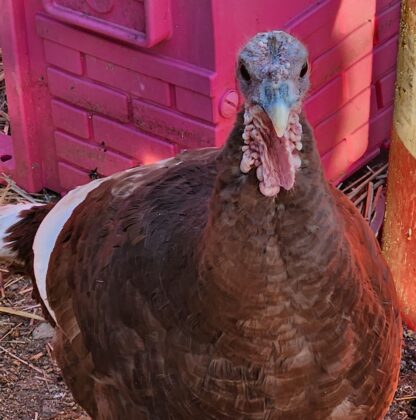 Bourbon Red Turkey