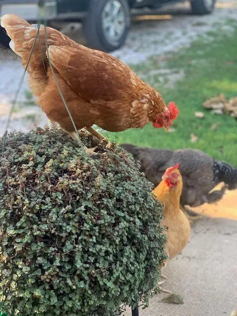 Cinnamon Queen Chicken - Chicks for Sale | Cackle Hatchery®