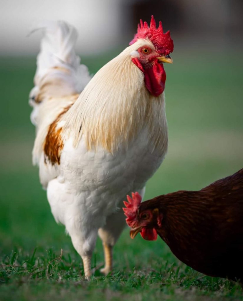 Cinnamon Queen™ Chickens Baby Chicks for Sale Cackle Hatchery®