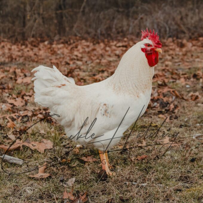 Cinnamon Queen™ Chicken
