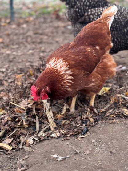 Cinnamon Queen™ Chicken